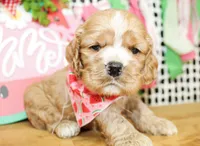 Cooper, a male Cocker Spaniel for sale in Paris, TX – 5 of 5