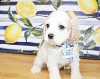 Dane, a male Cocker Spaniel for sale in Paris, TX – 4 of 10
