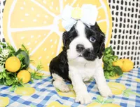 Tillie, a female Cocker Spaniel for sale in Paris, TX – 6 of 7