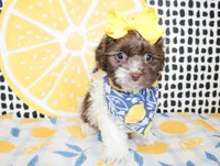 Millie, a female Cavapoo for sale in Paris, TX – Photo 6 of 6