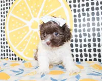 Millie, a female Cavapoo for sale in Paris, TX – Photo 3 of 6