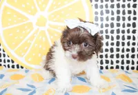 Millie, a female Cavapoo for sale in Paris, TX – Photo 2 of 6