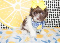 Millie, a female Cavapoo for sale in Paris, TX – Photo 5 of 6