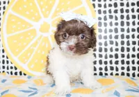 Millie, a female Cavapoo for sale in Paris, TX – Photo 1 of 6