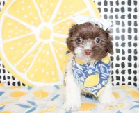 Millie, a female Cavapoo for sale in Paris, TX – Photo 4 of 6