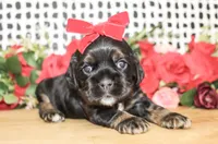 Betsy, a female Cocker Spaniel for sale in Paris, TX – Photo 1 of 8