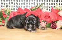 Betsy, a female Cocker Spaniel for sale in Paris, TX – Photo 2 of 8
