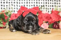 Betsy, a female Cocker Spaniel for sale in Paris, TX – Photo 4 of 8