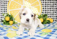 Patsy, a female Cocker Spaniel for sale in Paris, TX – 3 of 4