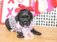 Belle, a male Cockapoo for sale in Paris, TX – Photo 4 of 5