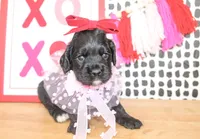 Belle, a male Cockapoo for sale in Paris, TX – Photo 1 of 5