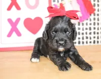 Belle, a male Cockapoo for sale in Paris, TX – Photo 2 of 5