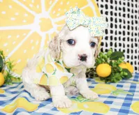 Harlie, a female Cocker Spaniel for sale in Paris, TX – 3 of 6