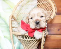 Boone, a male Cocker Spaniel for sale in Paris, TX – Photo 7 of 8