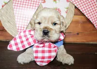 Boone, a male Cocker Spaniel for sale in Paris, TX – Photo 6 of 8