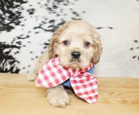 Boone, a male Cocker Spaniel for sale in Paris, TX – Photo 1 of 8