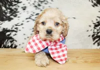 Boone, a male Cocker Spaniel for sale in Paris, TX – Photo 2 of 8