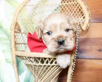 Boone, a male Cocker Spaniel for sale in Paris, TX – Photo 8 of 8