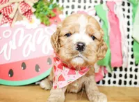 Cooper, a male Cocker Spaniel for sale in Paris, TX – 3 of 5