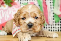 Nash, a male Cocker Spaniel for sale in Paris, TX – 4 of 7