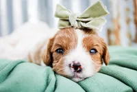 Holly, a female Cavalier King Charles Spaniel for sale in Paris, TX – Photo 3 of 4