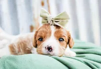 Holly, a female Cavalier King Charles Spaniel for sale in Paris, TX – Photo 1 of 4