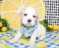 Dane, a male Cocker Spaniel for sale in Paris, TX – 4 of 5