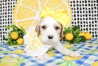 Pearl, a female Cocker Spaniel for sale in Paris, TX – 1 of 5