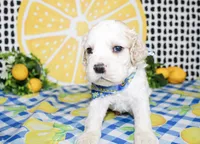 Dane, a male Cocker Spaniel for sale in Paris, TX – 3 of 5