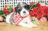 Riley, a male Cocker Spaniel for sale in Paris, TX – Photo 4 of 8