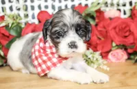 Riley, a male Cocker Spaniel for sale in Paris, TX – Photo 3 of 8