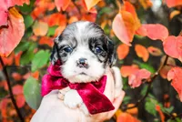 Riley, a male Cocker Spaniel for sale in Paris, TX – Photo 7 of 8