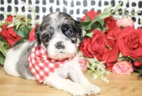 Riley, a male Cocker Spaniel for sale in Paris, TX – Photo 2 of 8