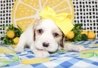 Pearl, a female Cocker Spaniel for sale in Paris, TX – 4 of 5