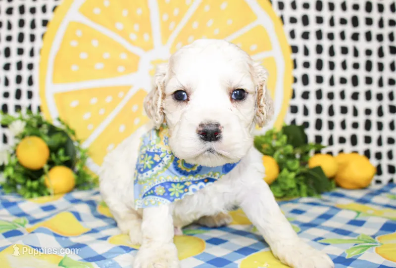 Dane – Cocker Spaniel puppy for sale in Paris, TX