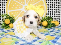 Pearl, a female Cocker Spaniel for sale in Paris, TX – 3 of 5