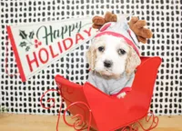 Boone, a male Cocker Spaniel for sale in Paris, TX – Photo 1 of 9