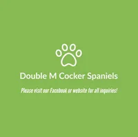 Boone, a male Cocker Spaniel for sale in Paris, TX – Photo 3 of 9