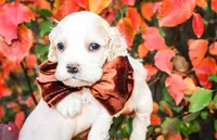 Boone, a male Cocker Spaniel for sale in Paris, TX – Photo 7 of 9