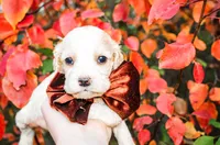 Boone, a male Cocker Spaniel for sale in Paris, TX – Photo 8 of 9