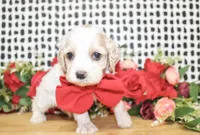 Boone, a male Cocker Spaniel for sale in Paris, TX – Photo 5 of 9