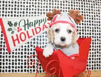 Boone, a male Cocker Spaniel for sale in Paris, TX – Photo 2 of 9