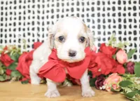 Boone, a male Cocker Spaniel for sale in Paris, TX – Photo 4 of 9