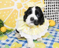 Tillie, a female Cocker Spaniel for sale in Paris, TX – 2 of 7