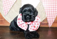 Bear, a male Cocker Spaniel for sale in Paris, TX – Photo 2 of 5