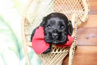 Bear, a male Cocker Spaniel for sale in Paris, TX – Photo 5 of 5