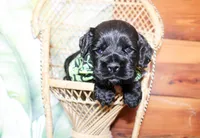 Bear, a male Cocker Spaniel for sale in Paris, TX – Photo 4 of 5