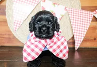 Bear, a male Cocker Spaniel for sale in Paris, TX – Photo 1 of 5
