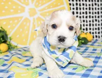 Cooper, a male Cocker Spaniel for sale in Paris, TX – 3 of 5