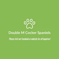 Charlie, a male Cockapoo for sale in Paris, TX – Photo 6 of 6